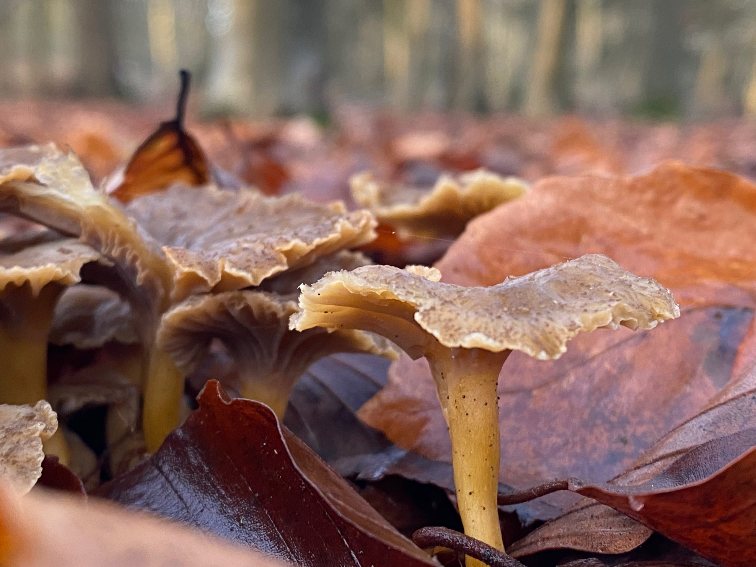 WINTER CHANTERELLE, SWEET CHESTNUT, PUMPKIN & CRISPY SAGE GNOCHHI PT1