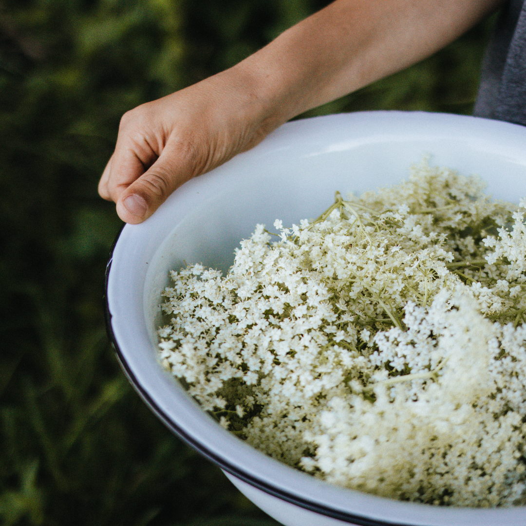 ELDERFLOWER PICKING RISKS