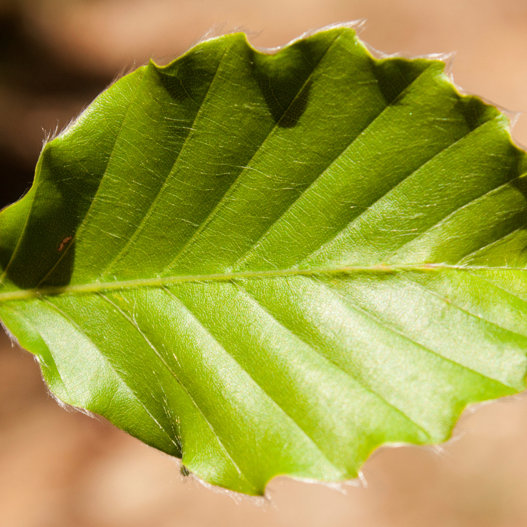 BEECH LEAF NOYAU