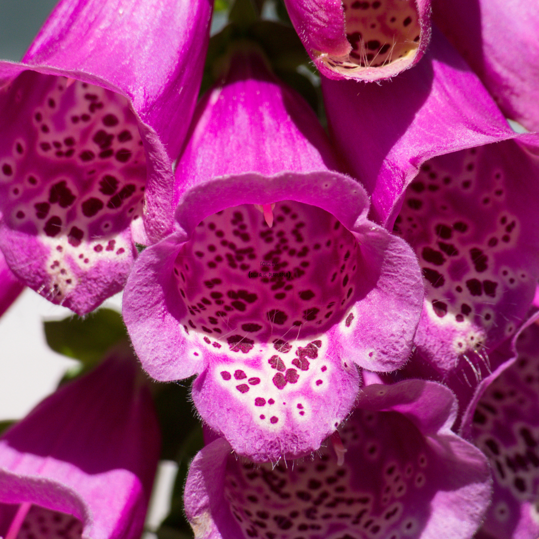 Foxglove (Digitalis purpurpea)