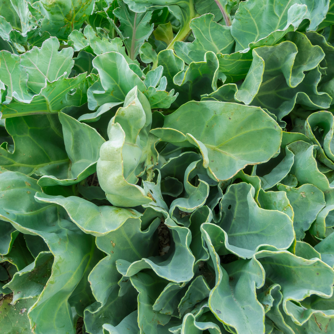 Sea Kale (Crambe Maritima)