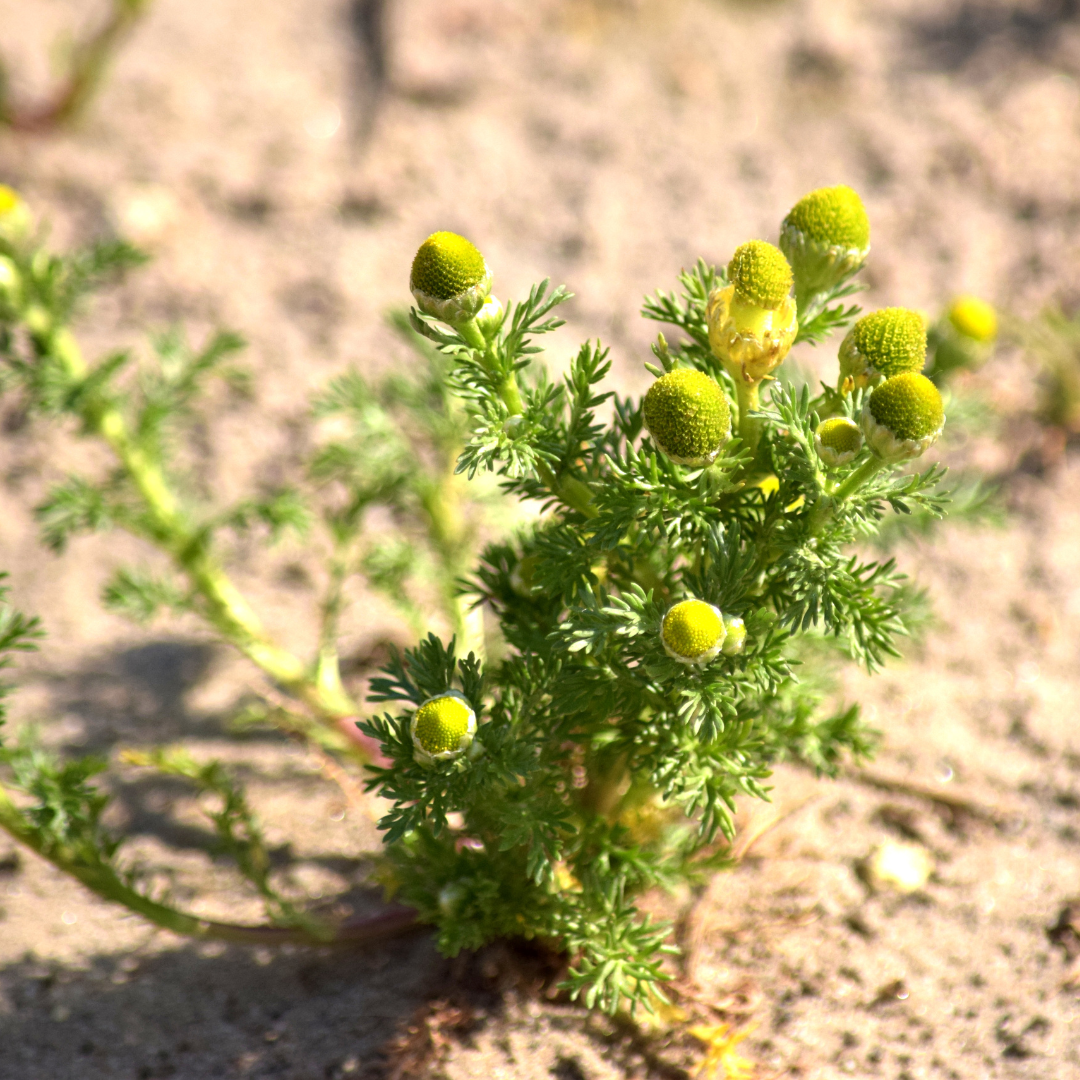 PINEAPPLE WEED & ELDERFLOWER TEPACHE