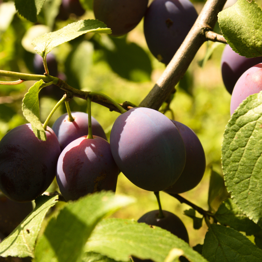 Damson Preserve Recipes