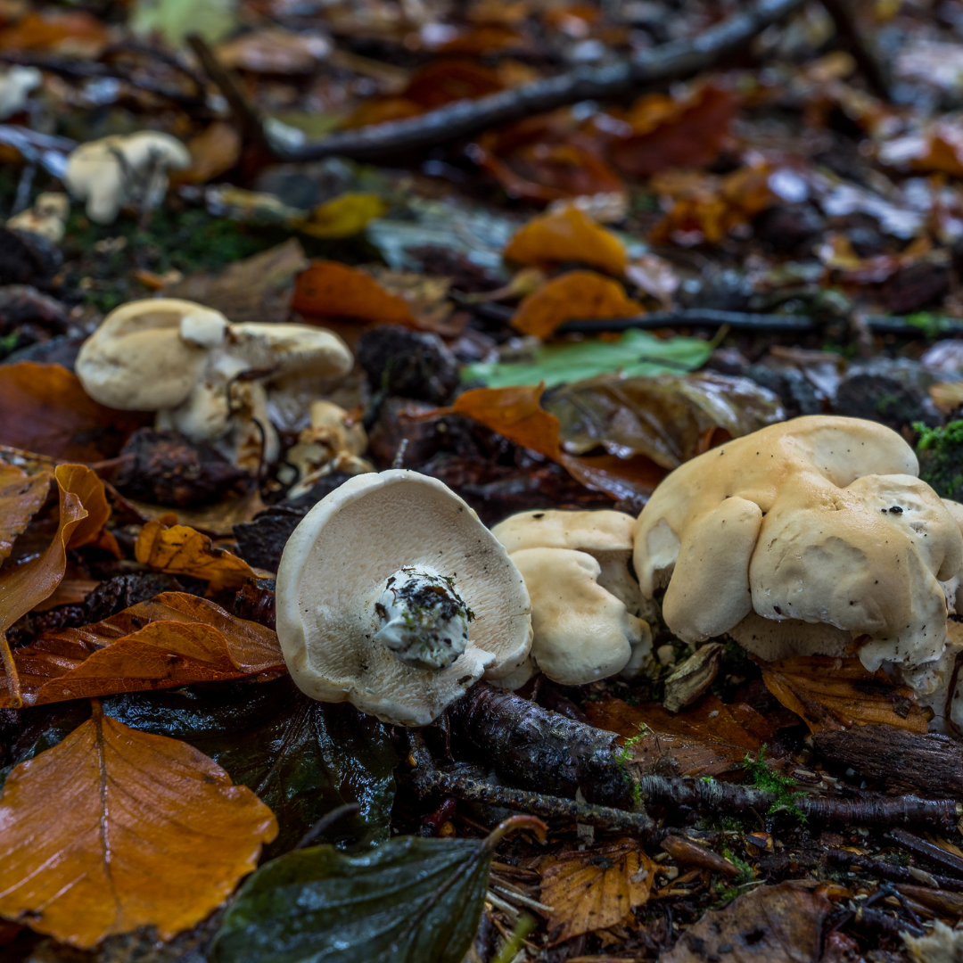 Hedgehog fungus (Hydnum repandum)