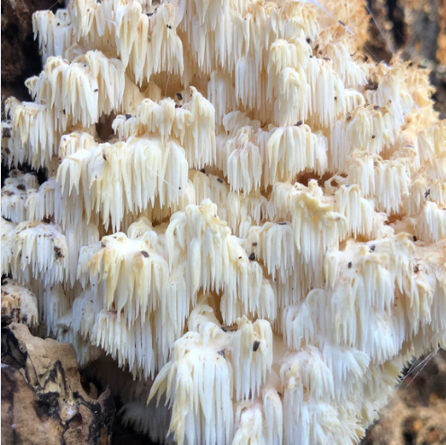 CRISPY FRIED CORAL TOOTH FUNGUS WITH ELDERBERRY HOT SAUCE/MAYO