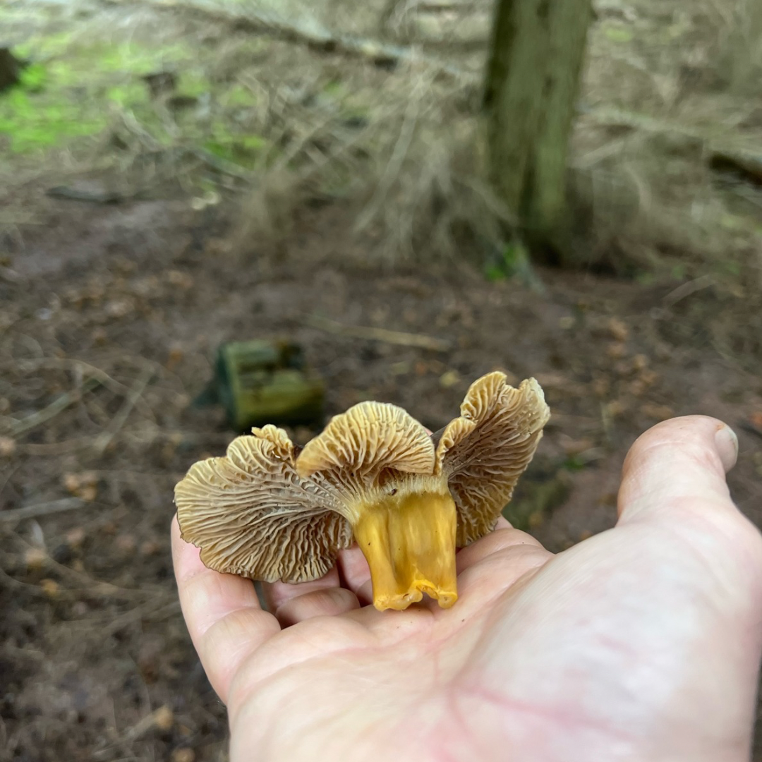 Winter Chanterelle (Cantherellus tubaeformis)